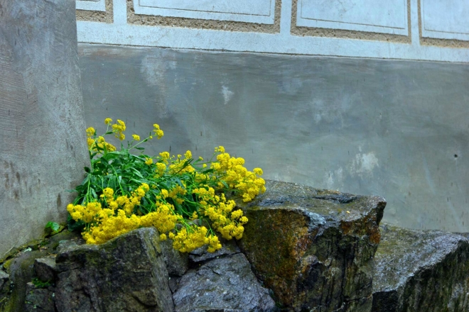 Zvíkov - Tařice skalní (aspoň zde na Zvíkově) roste převážně na kamenných zdech