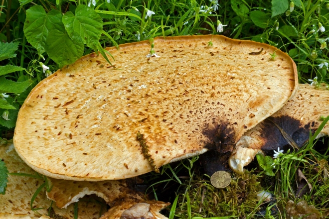 Orlík - detail houby, pro porovnání velikosti je vyfotografována s dvacetikorunou