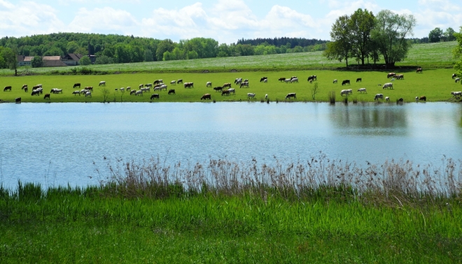 Tvrzský rybník.