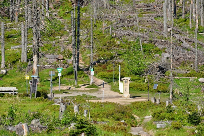Sestup k Trojmezí odhaluje krajinu bez jediného zdravého stromu. Tady se kůrovec se smrky nepáral. Když se vyhlašoval experiment nezasahování v l. zónách uvádělo se, že mladé a zdravé stromy kůrovec nenapadá a že přežijí. To se bohužel nikde nepotvrdilo a zmlazení se nekoná. Návrat lesa bude pro přírodu běh na dlouhou trať.