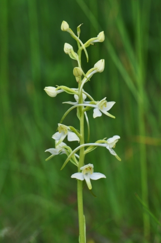 Vyskytuje se zde vzácný prstnatec Fuchsův, my jsme narazili pouze na několik exemplářů vemeníku dvoulistého (Platanthera bifolia).