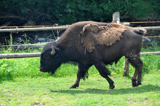 Mladý bizon.