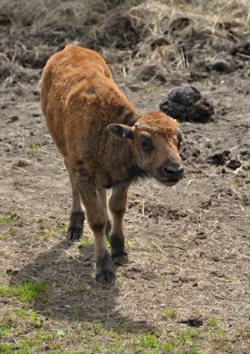 Nejmladší bizon.