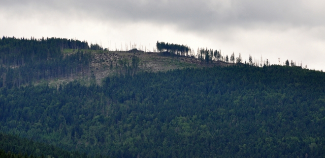 Podobně jako hřeben Skalky (u Poledníku) dnes vypadají mnohé hřbety šumavských hor.