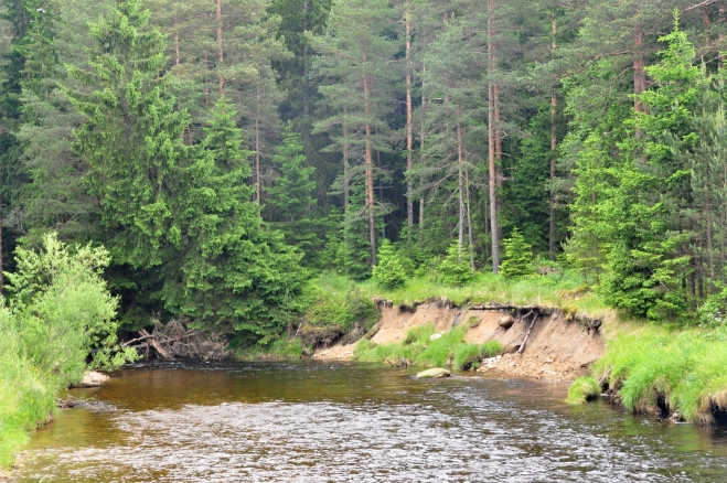 Podemletý břeh ukrajuje další metry a pomalu posouvá řeku k svahu zalesněného kopce.