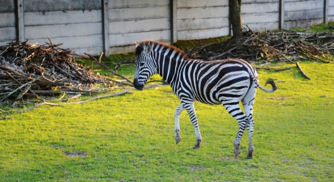 Výstavní zebra :)