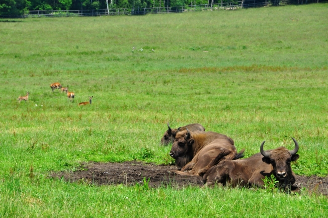 Zubr evropský je vzdálený příbuzný amerického bizona. V minulosti byl téměř vyhuben. Ve volné přírodě žije už jen v hlubokých lesích Bělověžského národního parku u polsko-běloruských hranic.