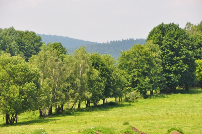 Pastviny u Koryta a na obzoru bílá věž rozhledny na Libínu.