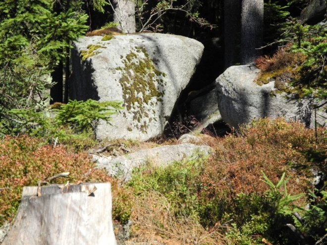 Sucho posledních týdnů odneslo nejvíc borůvčí na kamenech, které uschlo.