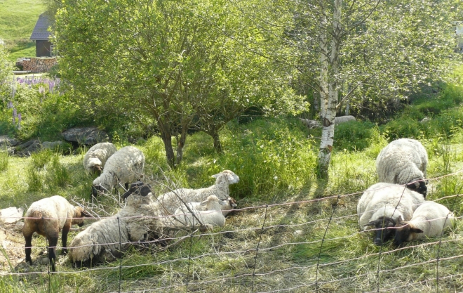 Pod Kvildou se u mladé Vltavy pasou ovce. 
