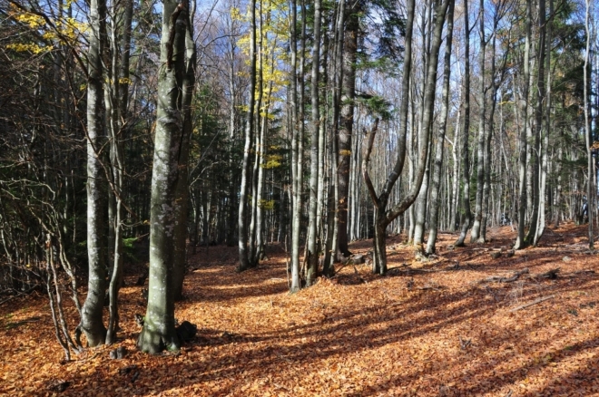 Trošku kufrujeme v místním polesí. Cesty na vytištěné mapě zcela chybí a to mne splete. Nakonec správnou cestu nejdeme.