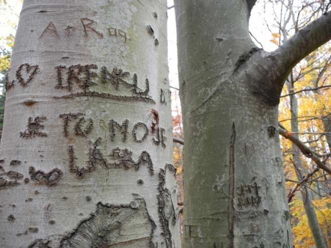 Buk je pergamenem lesa.
