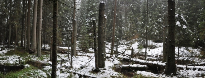 Bohužel již i tady kůrovec likviduje smrkové lesy, které převažují. 