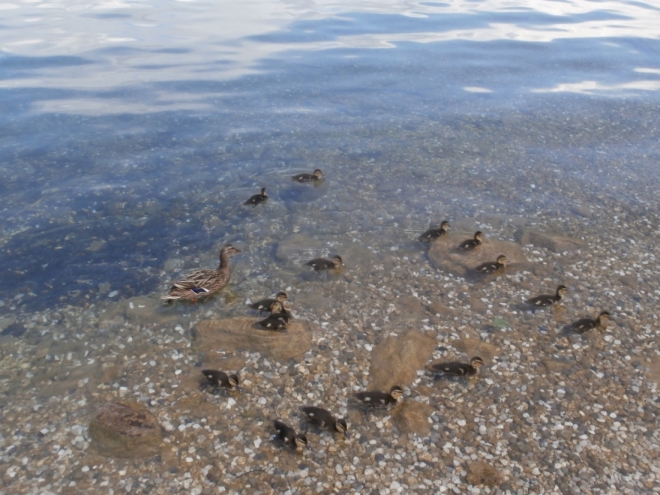 Místní fauna