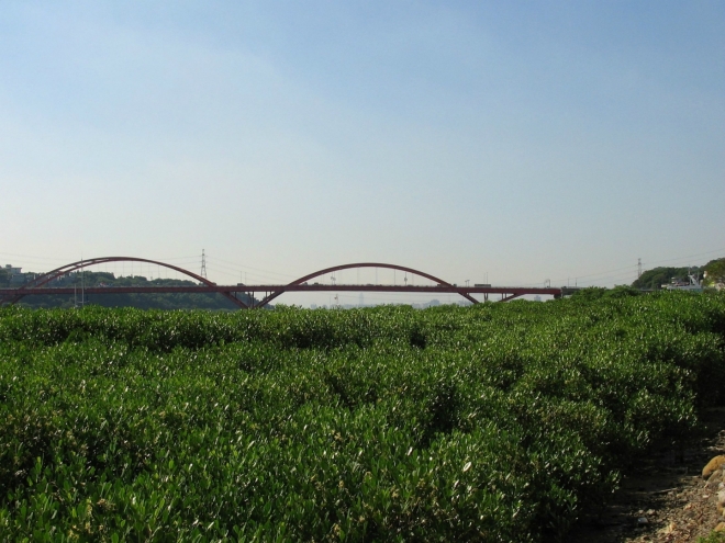 Řídce roztroušené mangrove směrem k mostu houstne, což jsem se zde snažil ještě zvýraznit.