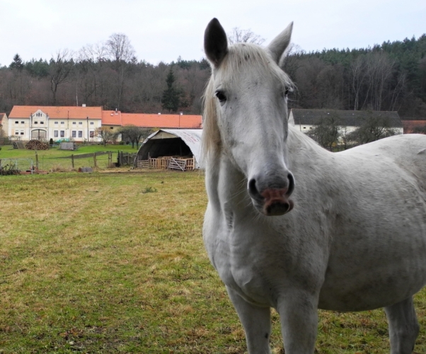 V Těšínově se na nás přišli podívat i tři krásní koně.