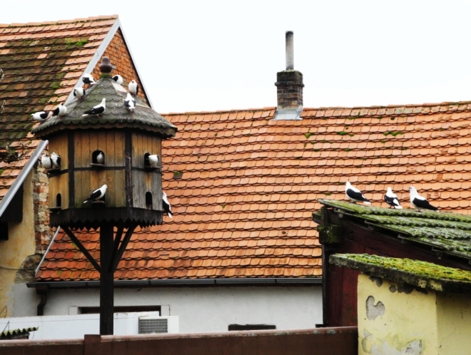 A hned odnaproti i podobně zbarvení holoubci.