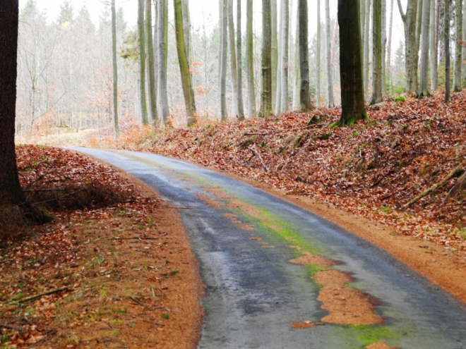 Lesní cesta do Všetče je dnes novou asfaltkou.