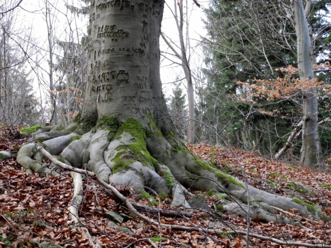 Síla starých stromů tkví v jejich kořenech.