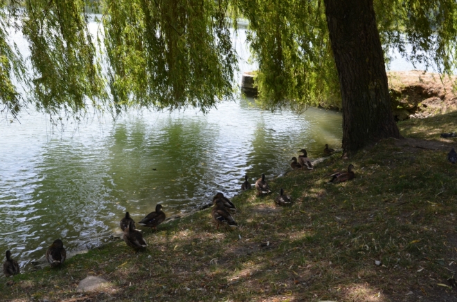 Zamlklé kachny schované před vedrem (že máme opět kolem 35 stupňů, to už asi ani nemusím zmiňovat)