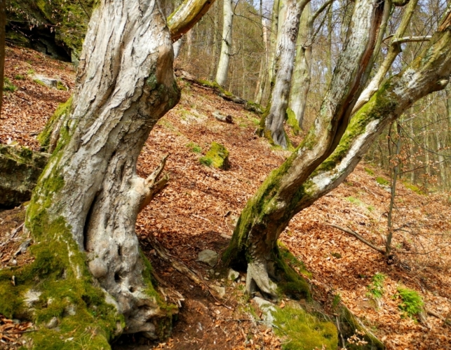 Před její mocí, kterou zdědila po dávných předcích sídlících na jejím hřbetu, se různě kroutí i staré stromy ve strmém svahu.