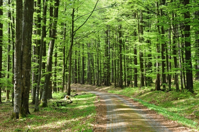 Mezi Tokem a Kapradí již jdeme bukovÿm, čerstvě zeleným lesem.