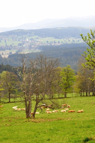 Pohled údolím Mlýnského potoka ke Stožci.