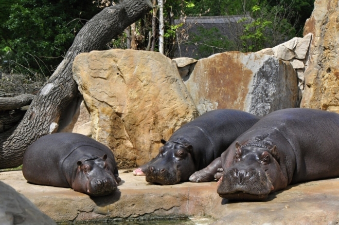 V ZOO začínáme, podobně jako kdysi profesor Zelí se svojí třídou, u hrochů. Dětí je zde dost, jistě by se nějaký Pelnář našel. Jakže to při Exkurzi do ZOO vlastně bylo?