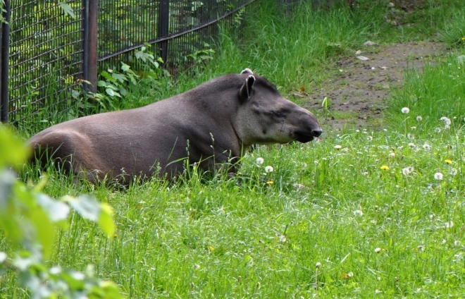 Tohle je tapír, kdybyste snad váhali.