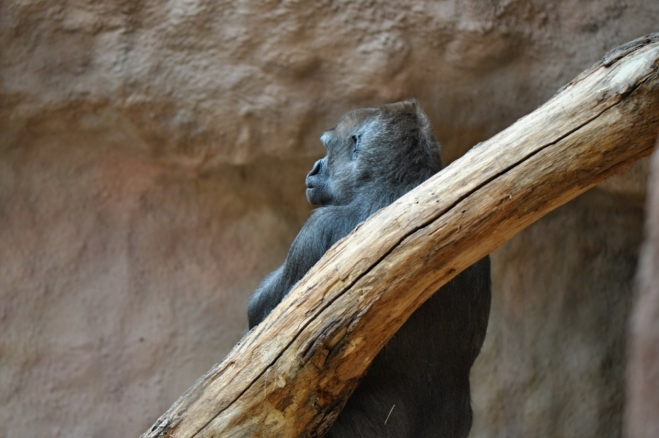 Snad úplně největším tahákem ZOO jsou gorily.