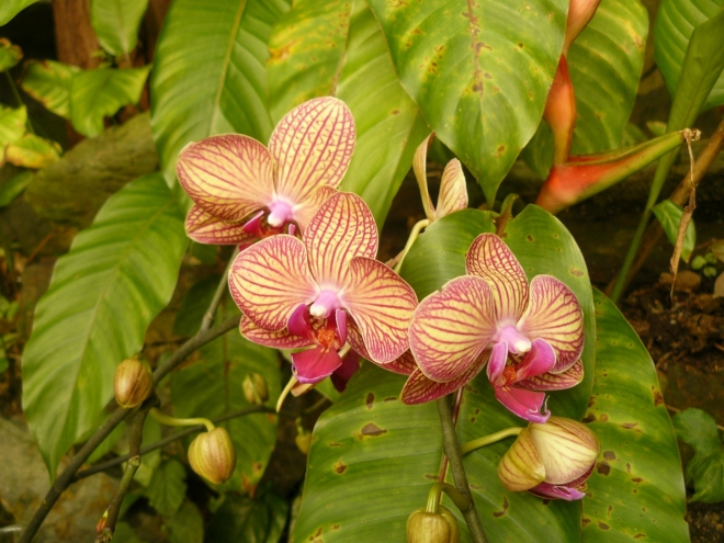 Orchideje mají velmi rozmanité barvy