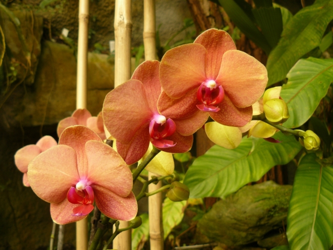 Orchideje