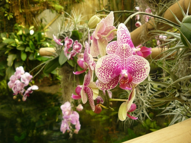 Orchideje nad jezírkem