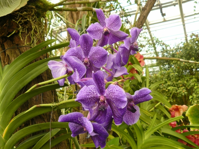 Orchideje, vlevo nahoře jsou vidět kořeny nějaké jiné orchideje