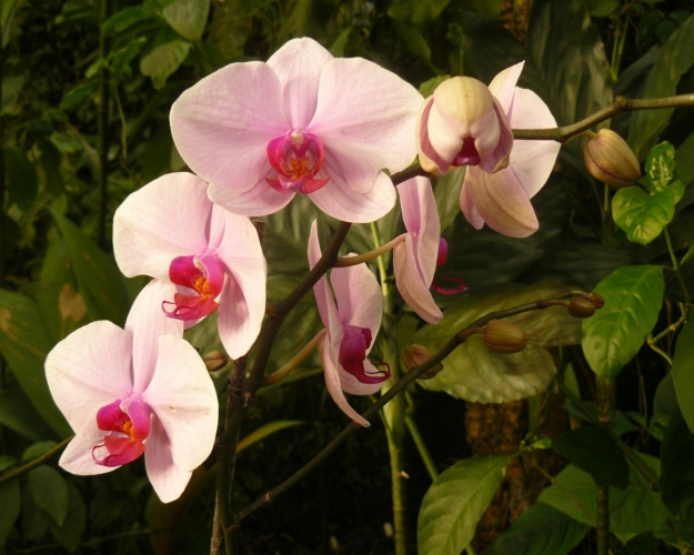 Orchideje i s pupeny, z nichž jeden se už rozevírá.