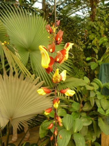 Tato květina (výjimečně ne orchidej) visí ze stropu na dlouhé liáně.