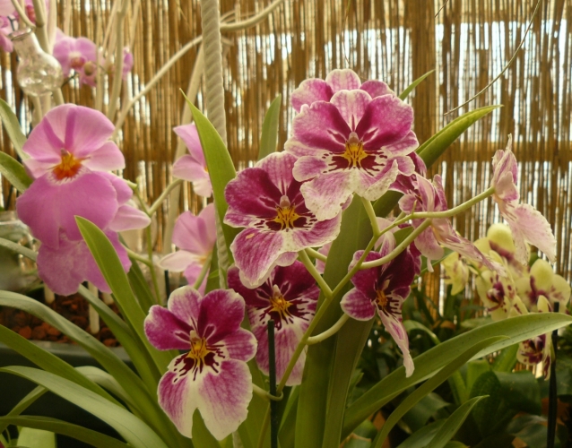 Orchideje