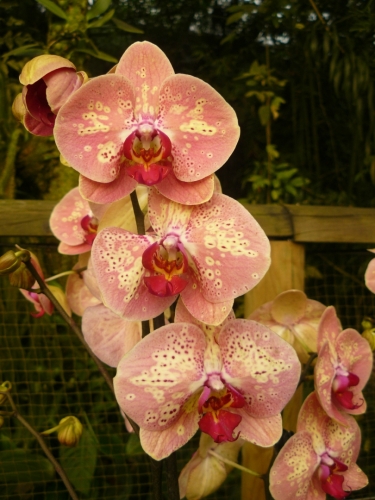 Orchideje
