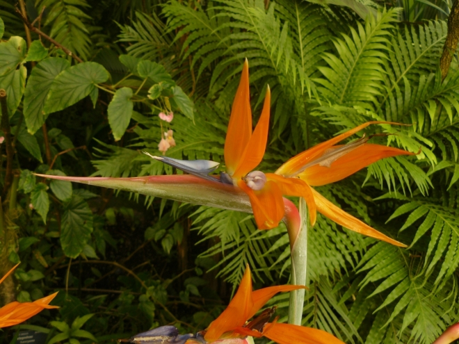 Některé květy vypadají jako origami
