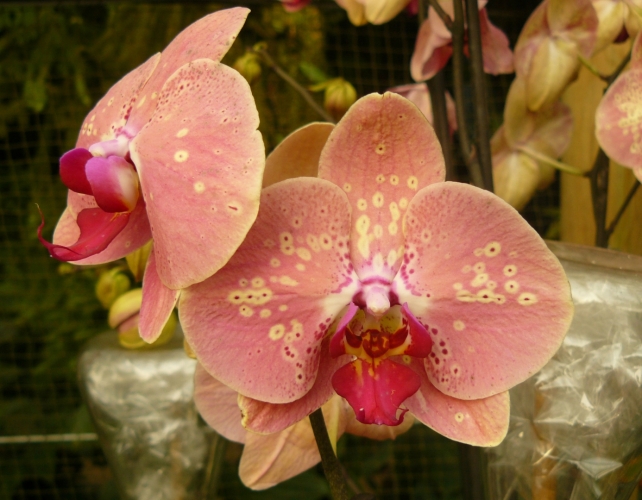 Některé květy orchideje se snaží připomínat samičky různých druhů hmyzu, aby se s nimi samečkové spářili a při té příležitosti orchidej opilovali. Květ má navíc tvar uzpůsoben tak, aby hmyz snadněji nalétl přímo do květu.