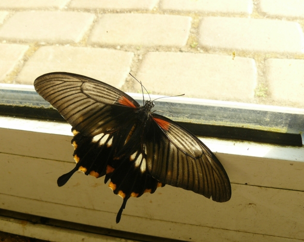 Motýl se dívá ven ze skleníku, jako by chtěl na svobodu.