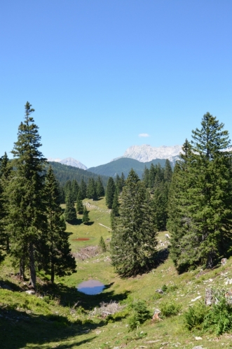 Velika Planina je známá též výhledy na severněji ležící hlavní hřeben Kamnicko-Savinjských Alp, od něhož ji dělí jen jedno údolí. Zde v pozadí vidíme místo, kde Kamniško sedlo (1884 m) rozsekává tento hřeben zhruba na dvě poloviny.