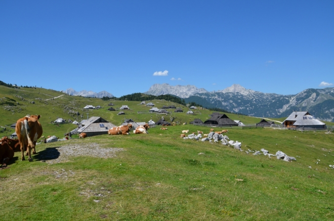Osada Velika Planina se zdá být docela velká (a to nevidíme domy skryté za blízkými kopci), oficiálně má však pouze tři stálé obyvatele, aspoň tedy tento rok.