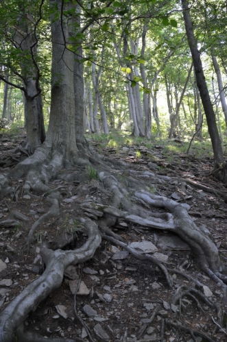 Tady už jsme v národní přírodní rezervaci, která na ploše půl kilometru čtverečního chrání horních zhruba 150 až 250 metrů Milešovky.