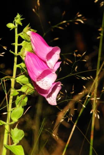 Náprstník digitalis.