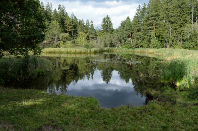 Půlhektarové jezírko zvané Lanser Moor či Seerosenweiher („leknínový rybník“), které potkávám na jižním okraji lesa, je chráněnou přírodní památkou. Vzniklo v prohlubni po ledovci.