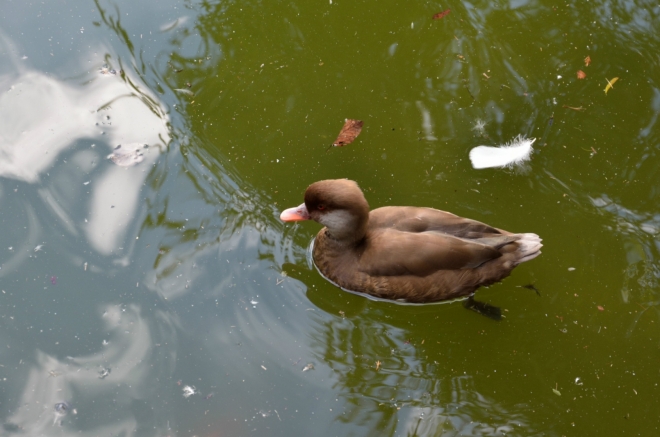 Na závěr si ještě důkladněji procházím zmíněný zámecký park, jenž vypadá opravdu hezky. Nejvíc času trávím u jezírka, tolik druhů kachnovitých ptáků jako zde jsem snad neviděl ani v atlase. Jen slibovaný páv se mi celou dobu nějak schovává.