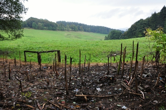 Ve Slavkovském lese se na více místech rozmohl bolševník, který byl kdysi vysazený jako okrasná rostlina, a dnes se ho krajina jen těžko zbavuje. Toto spáleniště je důkazem.