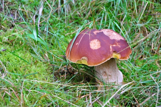Hřibů je zde opravdu hodně, košík by se naplnil velmi rychle.