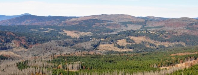 Nebýt v devadesátých letech vysazených stromů, byla Šumava v této části zralá jen na černobílé foto. V pozadí vlevo Gross Arber-Velký Javor a Falkenstein, který se v Bavorsku kácením napadených stromů kůrovcem snaží uchránit před osudem sousední Plesné.